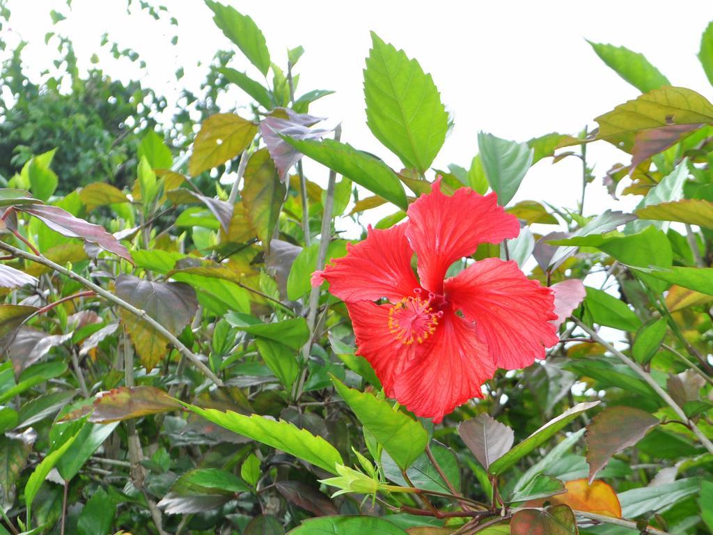 Nakijin No Yado Hibiscus Hotel Exterior foto